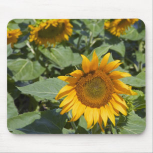 WA, Kittitas County, Sunflower Field Mouse Mat
