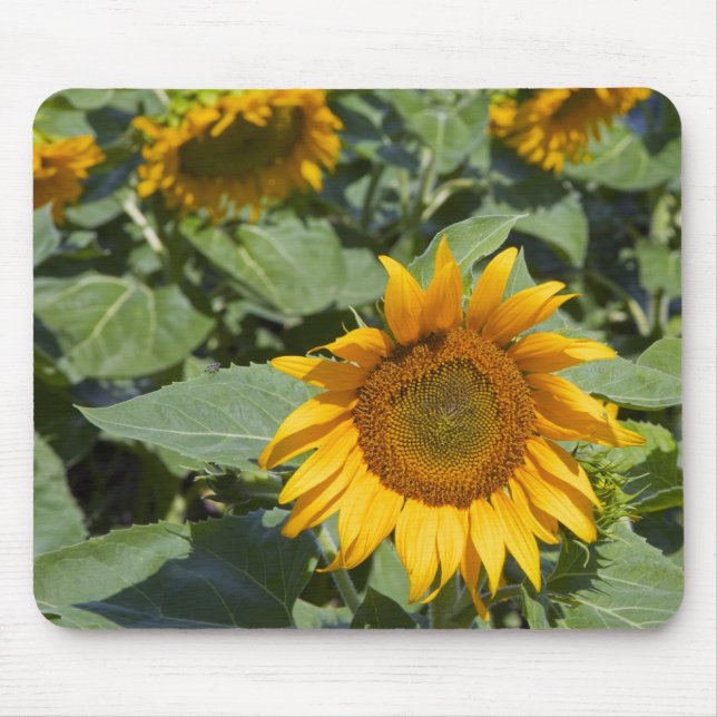 WA, Kittitas County, Sunflower Field Mouse Mat (Front)