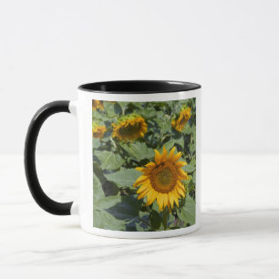 WA, Kittitas County, Sunflower Field Mug