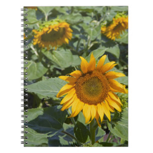 WA, Kittitas County, Sunflower Field Notebook