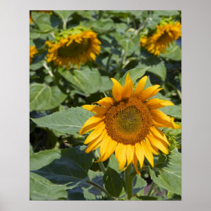 WA, Kittitas County, Sunflower Field Poster
