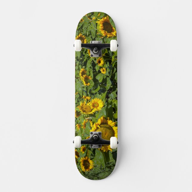 WA, Kittitas County, Sunflower Field Skateboard (Front)