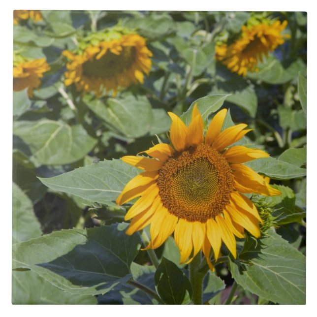 WA, Kittitas County, Sunflower Field Tile (Front)