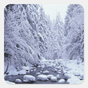 WA, Mount Baker-Snoqualmie National Forest, Square Sticker