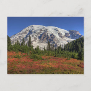 WA, Mt. Rainier National Park, Paradise Valley Postcard