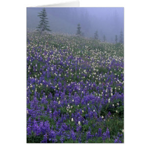 WA, Mt. Rainier NP, Lupine and Bistort meadow