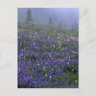 WA, Mt. Rainier NP, Lupine and Bistort meadow Postcard