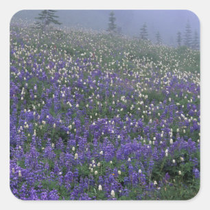 WA, Mt. Rainier NP, Lupine and Bistort meadow Square Sticker