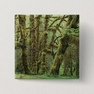 WA, Olympic NP, Hoh Rain Forest, Hall of 15 Cm Square Badge