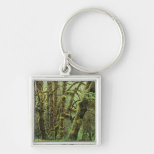 WA, Olympic NP, Hoh Rain Forest, Hall of Key Ring