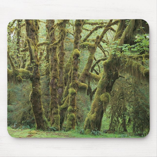WA, Olympic NP, Hoh Rain Forest, Hall of Mouse Mat (Front)