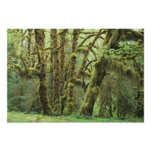 WA, Olympic NP, Hoh Rain Forest, Hall of Photo Print