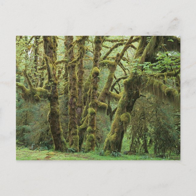 WA, Olympic NP, Hoh Rain Forest, Hall of Postcard (Front)