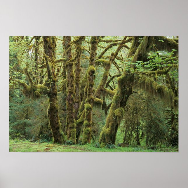 WA, Olympic NP, Hoh Rain Forest, Hall of Poster (Front)