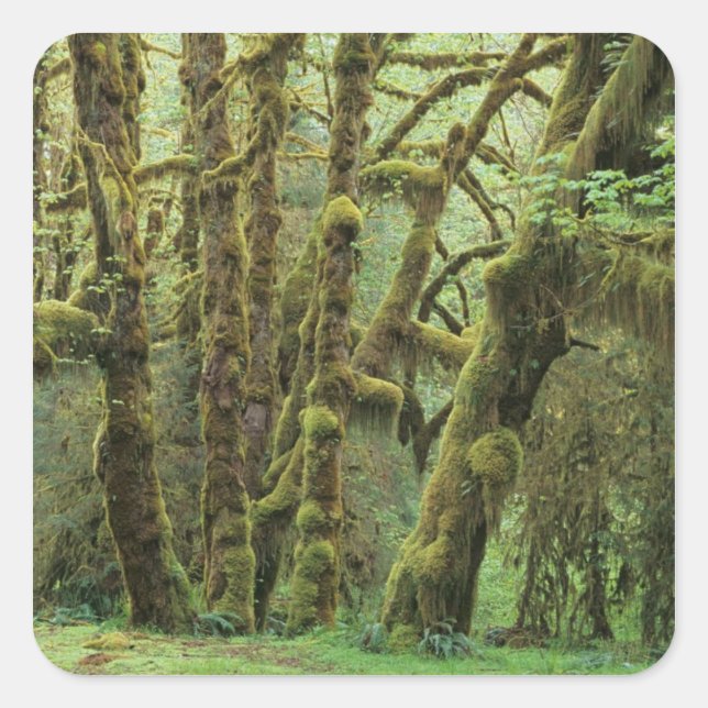 WA, Olympic NP, Hoh Rain Forest, Hall of Square Sticker (Front)