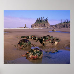 WA, Olympic NP, Second Beach with tidepools and Poster