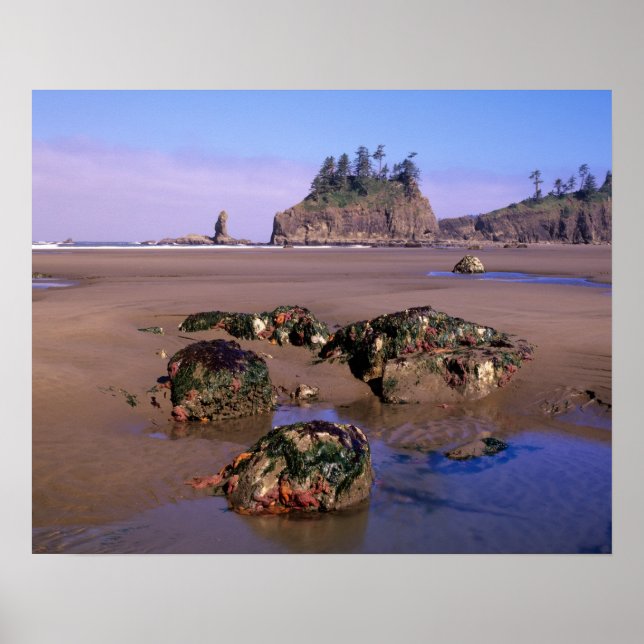 WA, Olympic NP, Second Beach with tidepools and Poster (Front)