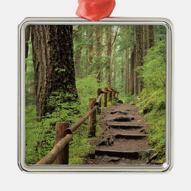 WA, Olympic NP, Sol Duc Valley, rainforest Metal Tree Decoration (Front)