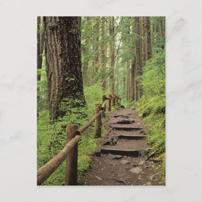 WA, Olympic NP, Sol Duc Valley, rainforest Postcard (Front)