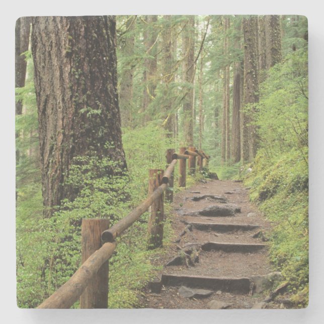 WA, Olympic NP, Sol Duc Valley, rainforest Stone Coaster (Front)