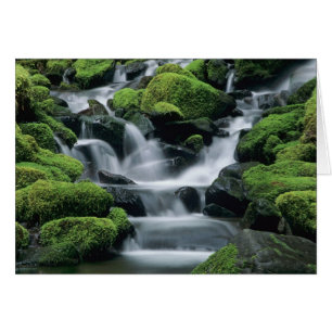 WA, Olympic NP, Sol Duc Valley, stream with