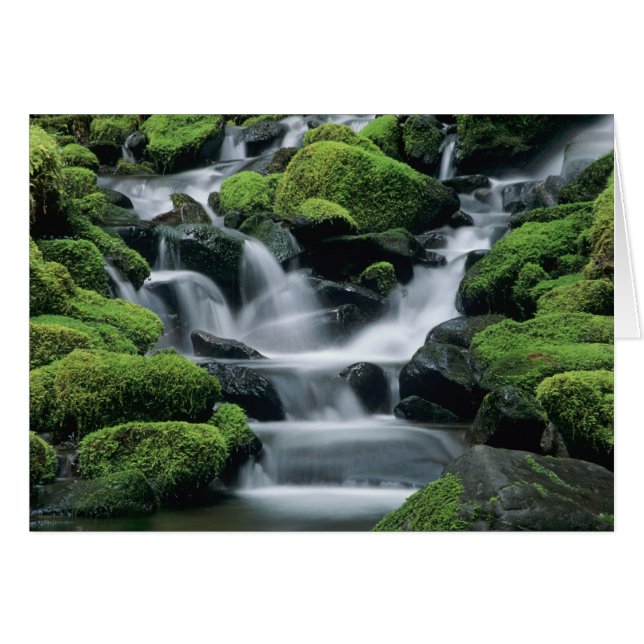WA, Olympic NP, Sol Duc Valley, stream with (Front Horizontal)