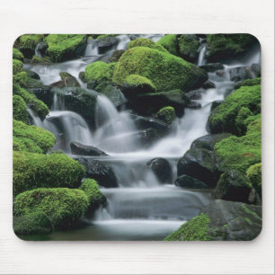 WA, Olympic NP, Sol Duc Valley, stream with Mouse Mat