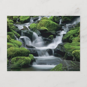 WA, Olympic NP, Sol Duc Valley, stream with Postcard