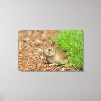 WA, Redmond, Eastern Cottontail baby rabbit