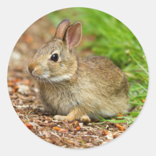 WA, Redmond, Eastern Cottontail baby rabbit Classic Round Sticker
