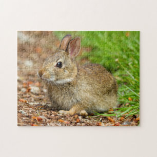 WA, Redmond, Eastern Cottontail baby rabbit Jigsaw Puzzle