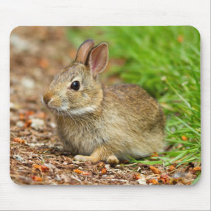 WA, Redmond, Eastern Cottontail baby rabbit Mouse Mat