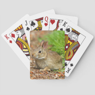 WA, Redmond, Eastern Cottontail baby rabbit Playing Cards