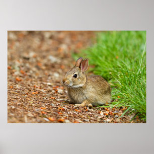 WA, Redmond, Eastern Cottontail baby rabbit Poster