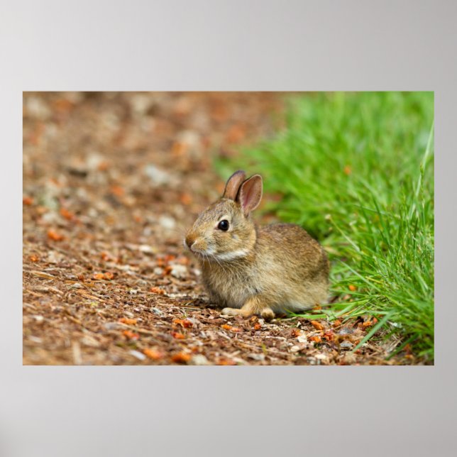 WA, Redmond, Eastern Cottontail baby rabbit Poster (Front)