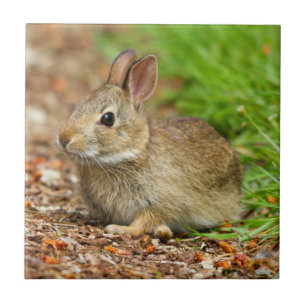 WA, Redmond, Eastern Cottontail baby rabbit Tile