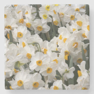 WA, Skagit Valley, Daffodil pattern Stone Coaster
