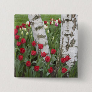 WA, Skagit Valley, Roozengaarde Tulip Garden 15 Cm Square Badge
