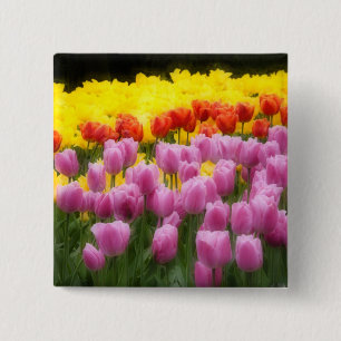 WA, Skagit Valley, Roozengaarde Tulip Garden, 2 15 Cm Square Badge