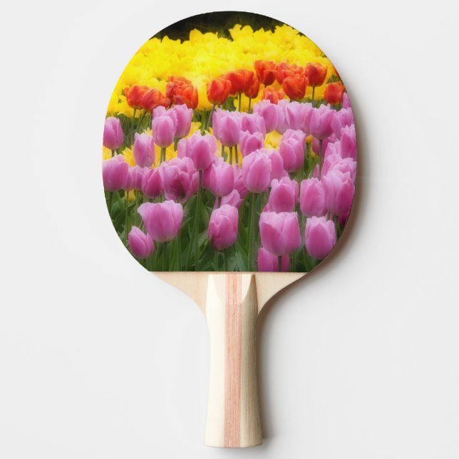 WA, Skagit Valley, Roozengaarde Tulip Garden, 2 Ping Pong Paddle (Front)
