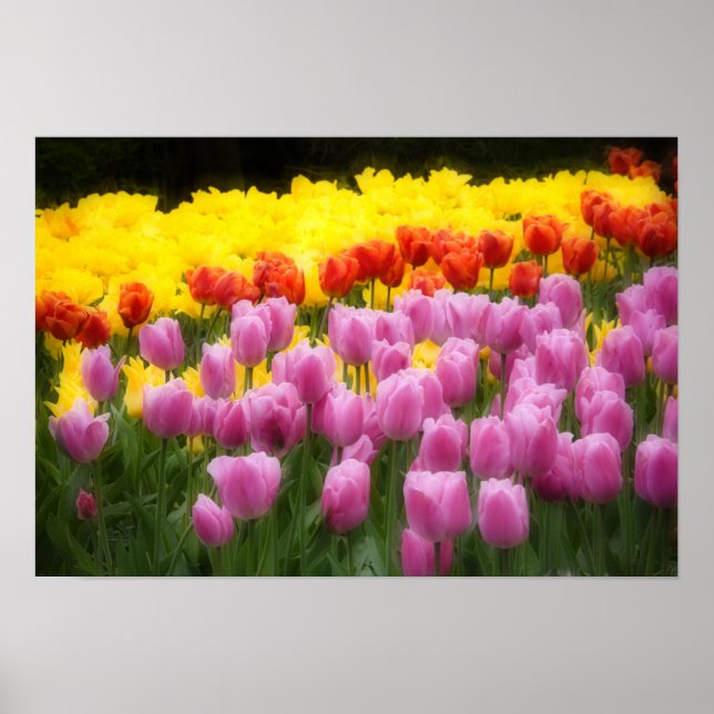 WA, Skagit Valley, Roozengaarde Tulip Garden, 2 Poster (Front)
