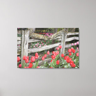 WA, Skagit Valley, Roozengaarde Tulip Garden, Canvas Print
