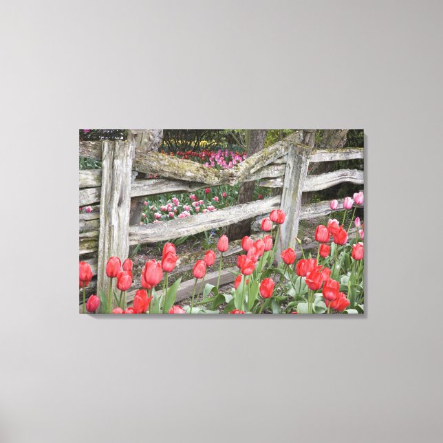 WA, Skagit Valley, Roozengaarde Tulip Garden, Canvas Print (Front)