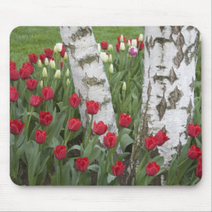 WA, Skagit Valley, Roozengaarde Tulip Garden Mouse Mat