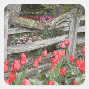 WA, Skagit Valley, Roozengaarde Tulip Garden, Square Sticker