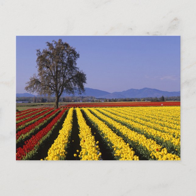 WA, Skagit Valley, Skagit Valley Tulip 2 Postcard (Front)