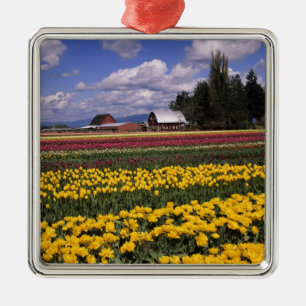 WA, Skagit Valley, Skagit Valley Tulip Metal Tree Decoration