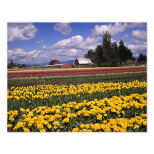 WA, Skagit Valley, Skagit Valley Tulip Photo Print