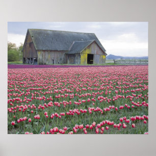 WA, Skagit Valley, Tulip Field and Barn Poster