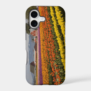 WA, Skagit Valley, Tulip fields in bloom, at